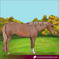 Horse Color:Chestnut Appaloosa 