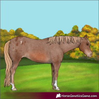 Horse Color:Chestnut Appaloosa