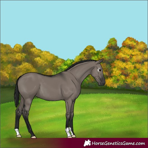 Horse Color:Gray Grullo 