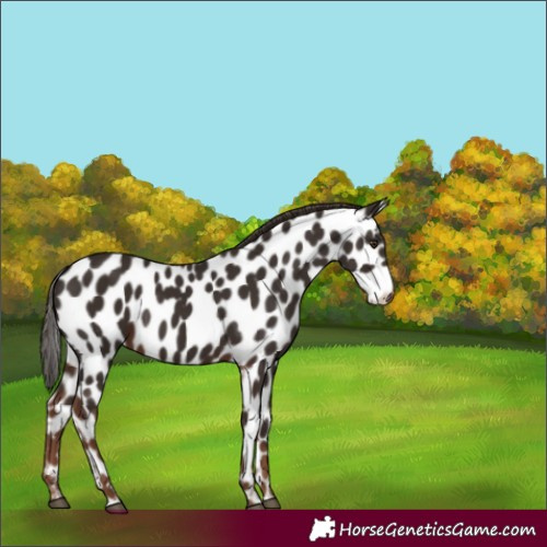 Horse Color:Liver Chestnut Appaloosa 