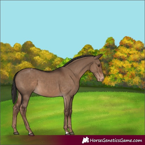 Horse Color:Liver Red Dun Appaloosa 