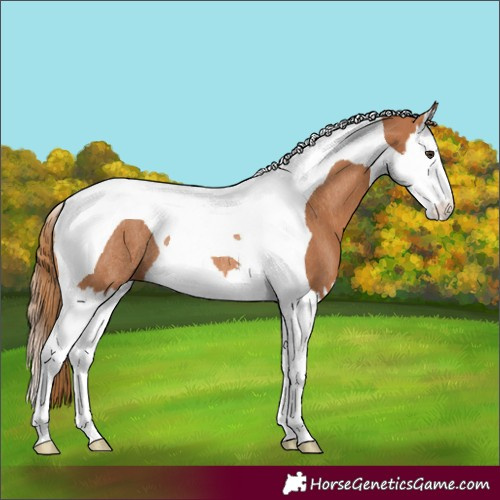 Horse Color:Chestnut Splash Tobiano Rabicano 