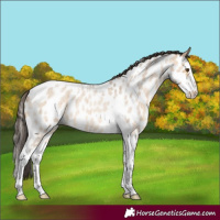 Horse Color:Bay Roan Dun Splash Tobiano Appaloosa Rabicano 