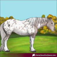 Horse Color:Platinum Chocolate Palomino Tobiano Appaloosa 