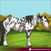 Horse Color:Platinum Liver Chestnut Leopard 