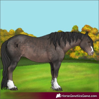 Horse Color:Platinum Liver Chestnut Appaloosa 