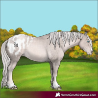 Horse Color:Platinum Chocolate Palomino Pearl Blanket Rabicano 
