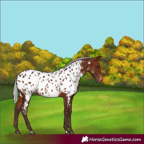 Horse Color:Silver Brown Appaloosa 