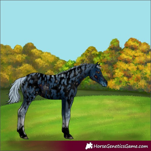 Horse Color:ERROR: UNKNOWN ANOMALY