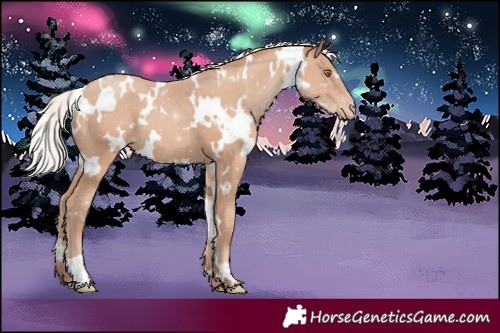 Horse Color:White Spotted Silver Classic Champagne Appaloosa 