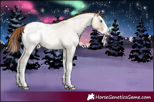 Horse Color:Amber Champagne Roan Dun Splash Appaloosa 