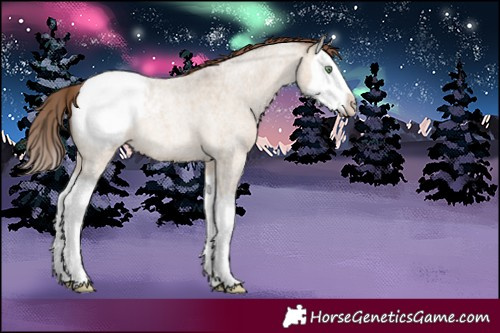 Horse Color:Sable Champagne Roan Dun Splash Appaloosa 