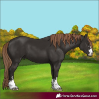 Horse Color:Liver Chestnut 