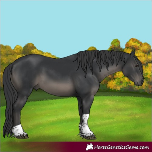Horse Color:Black Tobiano 
