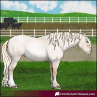 Horse Color:Palomino Roan Pearl Dun  and Gray Palomino Roan Pearl Dun 