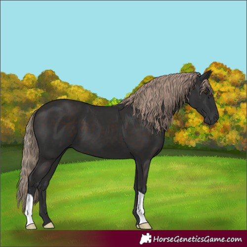 Horse Color:Liver Chestnut 