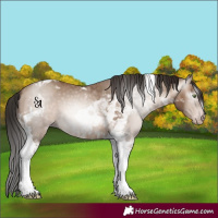 Horse Color:Gray Amber Champagne Tobiano