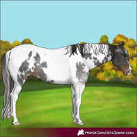 Horse Color:White Spotted Liver Chestnut Tobiano Varnish Rabicano 