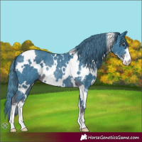 Horse Color:Watercolor White Spotted Liver Chestnut Sabino Rabicano