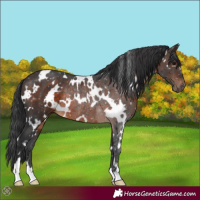 Horse Color:White Spotted Brown Rabicano 
