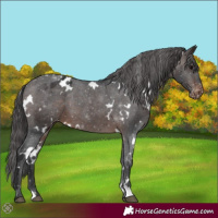 Horse Color:White Spotted Brown Appaloosa 