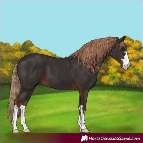 Horse Color:Liver Chestnut