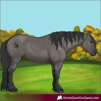 Horse Color:Platinum Grullo