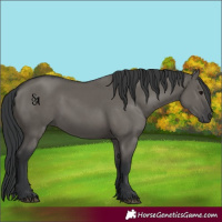 Horse Color:Platinum Grullo