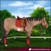 Horse Color:Bay Dun Frame