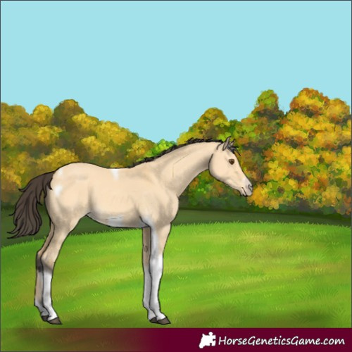 Horse Color:Buckskin Dun Tobiano Frame