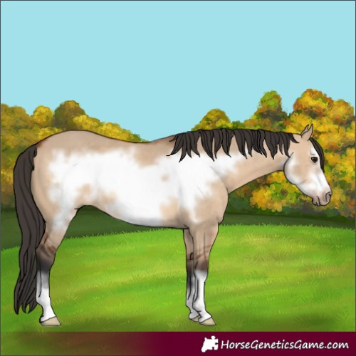 Horse Color:Bay Dun Frame