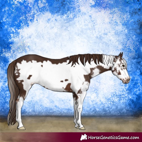 Horse Color:Liver Chestnut Sabino Frame 