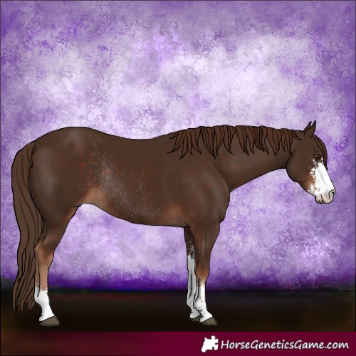 Horse Color:Liver Chestnut Sabino Rabicano