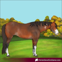 Horse Color:Bay Sabino Rabicano 