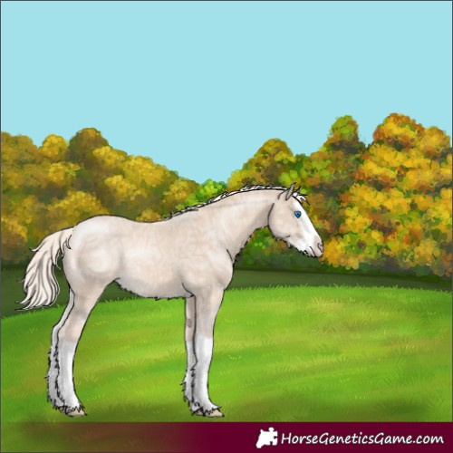 Horse Color:Cremello Ice Splash 