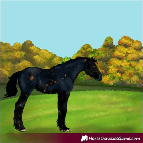 Horse Color:ERROR: UNKNOWN ANOMALY