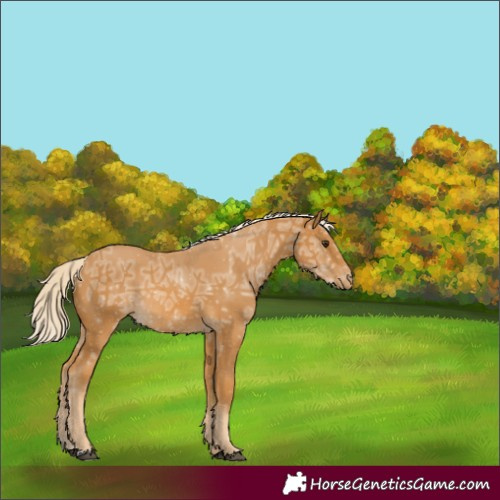 Horse Color:Palomino Ice Appaloosa