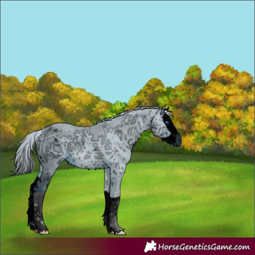 Horse Color:ERROR: UNKNOWN ANOMALY