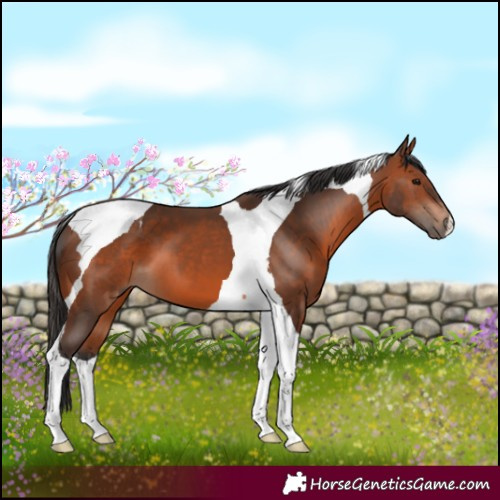Horse Color:Bay Tobiano 