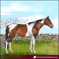 Horse Color:Bay Tobiano 