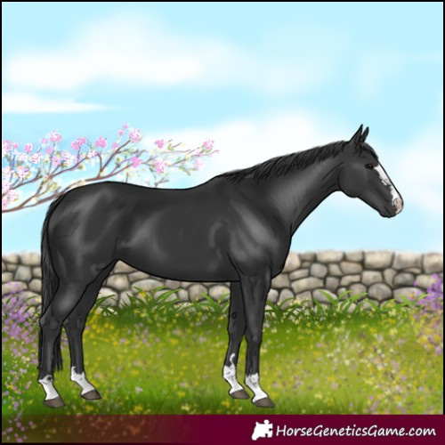 Horse Color:Black 