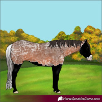 Horse Color:Bay Ice Splash 