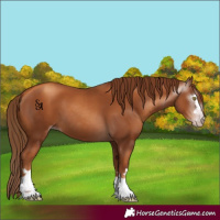 Horse Color:Gray Gold Champagne 
