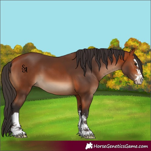 Horse Color:Bay 