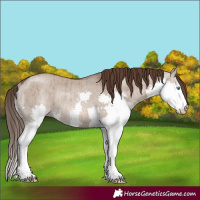 Horse Color:Liver Red Dun Splash Rabicano Brindle