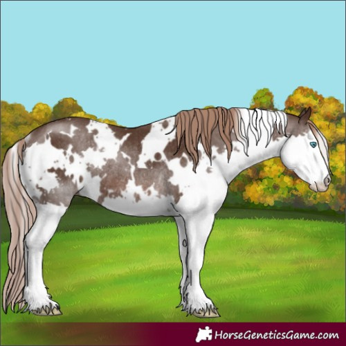 Horse Color:White Spotted Liver Chestnut Splash Rabicano 