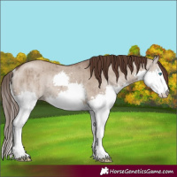 Horse Color:Liver Red Dun Splash Rabicano Brindle