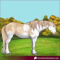 Horse Color:Chocolate Palomino Dun Splash Rabicano Brindle
