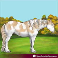 Horse Color:White Spotted Chocolate Palomino Dun Splash Brindle