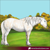 Horse Color:Palomino Roan Pearl  and Palomino Roan Pearl Appaloosa 